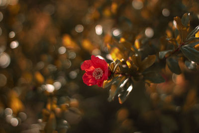 Close-up of red flower