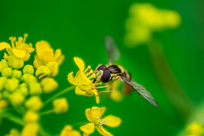 Close-up of bee pollinating on yellow flower