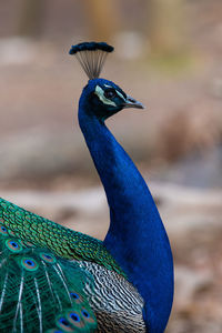 Close-up of male peacock head and neck