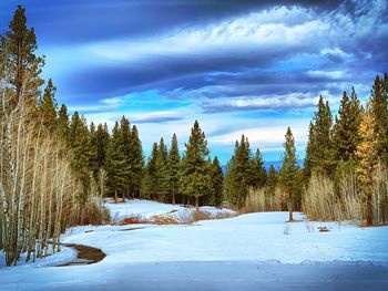 Trees on snow covered field against sky