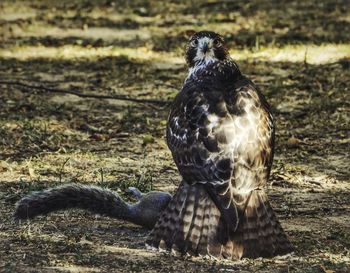 Close-up of owl perching on field