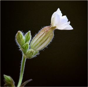 Close-up of flowers over black background