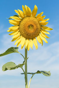 Close-up of sunflower against sky