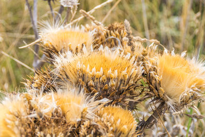 Gold thistle artichoke with viole. botanical name cynara cardunculus