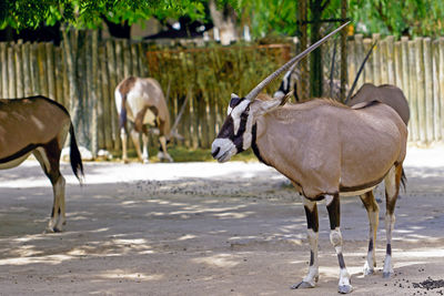 Oryx on field
