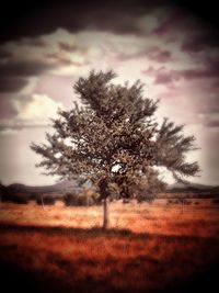 Tree in field against sky