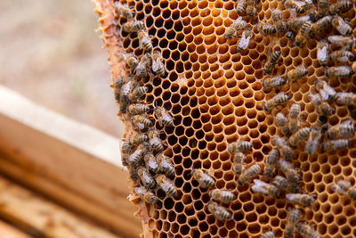 Close-up of bee on a leaf