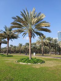 Low angle view of palm trees against sky