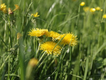 Close-up of yellow flowering plant on field