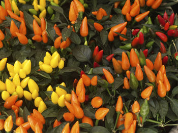 Full frame shot of orange chili peppers