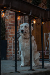 Golden retriever on the porch