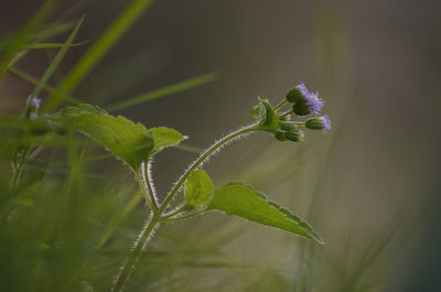 Close-up of flowering plant