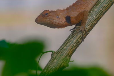 Close-up of insect on branch against blurred background