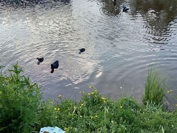 High angle view of bird in lake