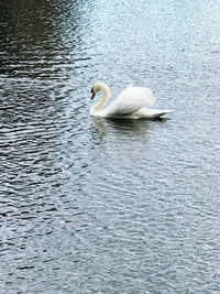 Swan swimming in lake