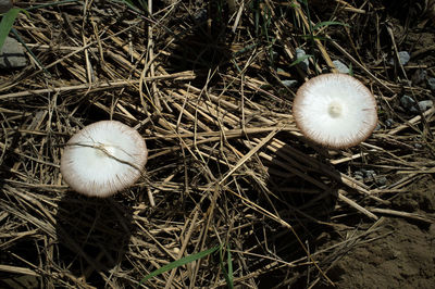 Close-up of two white mushrooms