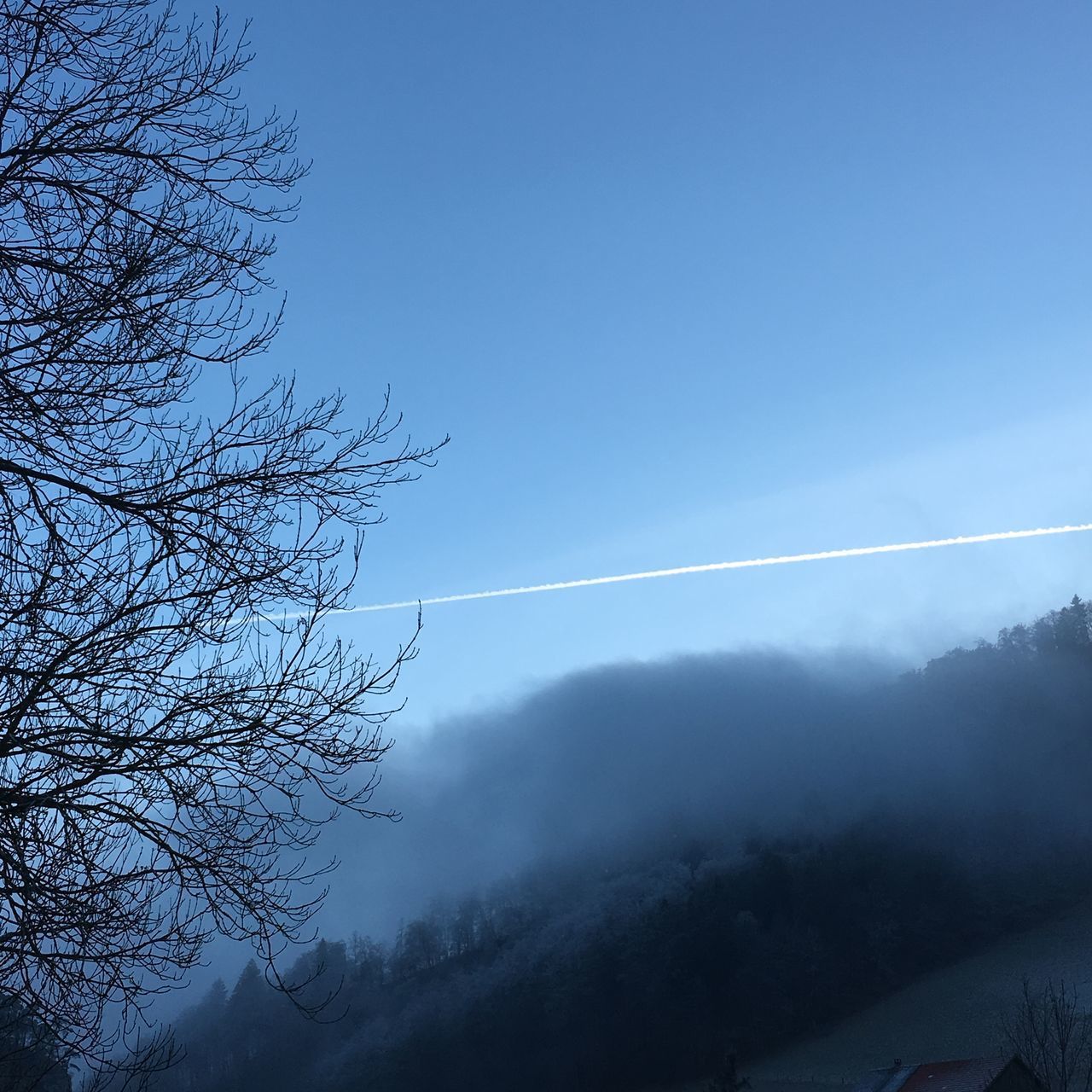 LOW ANGLE VIEW OF TREES AGAINST SKY