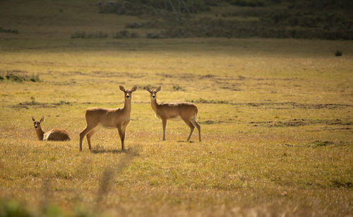 Reed bucks in gaysay grasslands in ethiopia