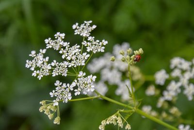 Close-up of white flowering plant