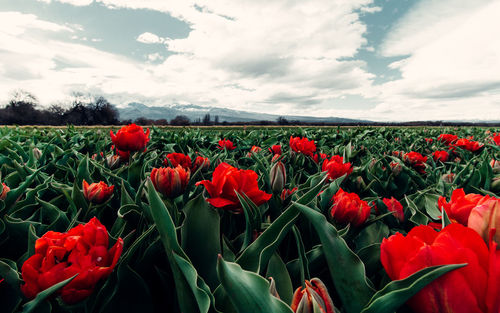 Red tulips growing on field against sky