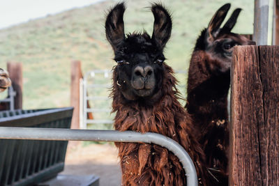 Portrait of alpaca at farm