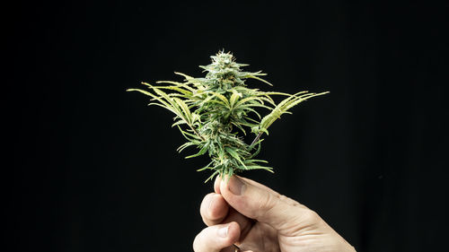 Cropped image of person holding marijuana against black background