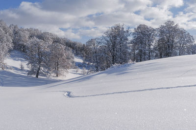 Trees on snow covered landscape against sky