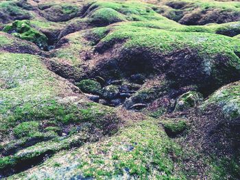 Moss growing on tree trunk