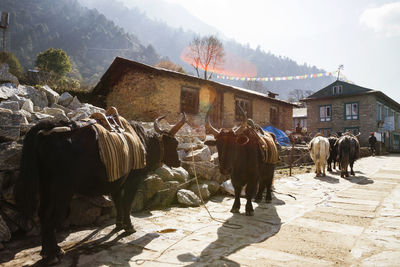 Bulls on footpath at mt. everest