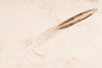 High angle view of feather on wall