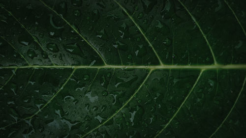 Full frame shot of raindrops on leaves