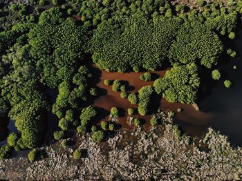 High angle view of lichen on plant