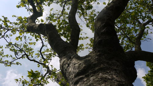 Low angle view of tree against sky