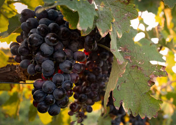 Close-up of grapes growing in vineyard