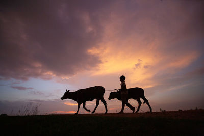 Silhouette people riding horse on field against sky during sunset