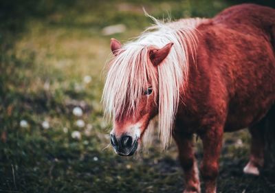 Pony horse standing on field