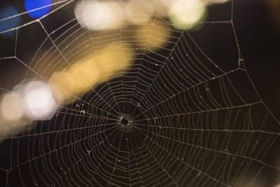 Close-up of spider web