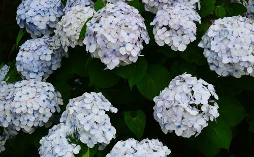 Close-up of white hydrangea