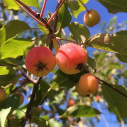 Low angle view of fruits on tree