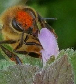 Close-up of an animal