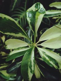 Close-up of green leaves