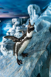 Penguin on rock at seaside