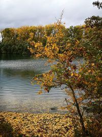 Trees by lake against sky during autumn
