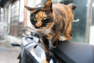 Close-up portrait of a cat