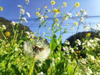 Close-up of dandelion on field against sky