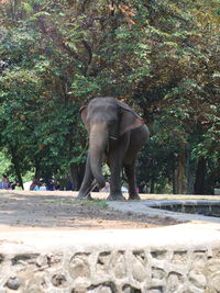 Elephant in a forest