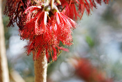 Close-up of red flower hanging on tree