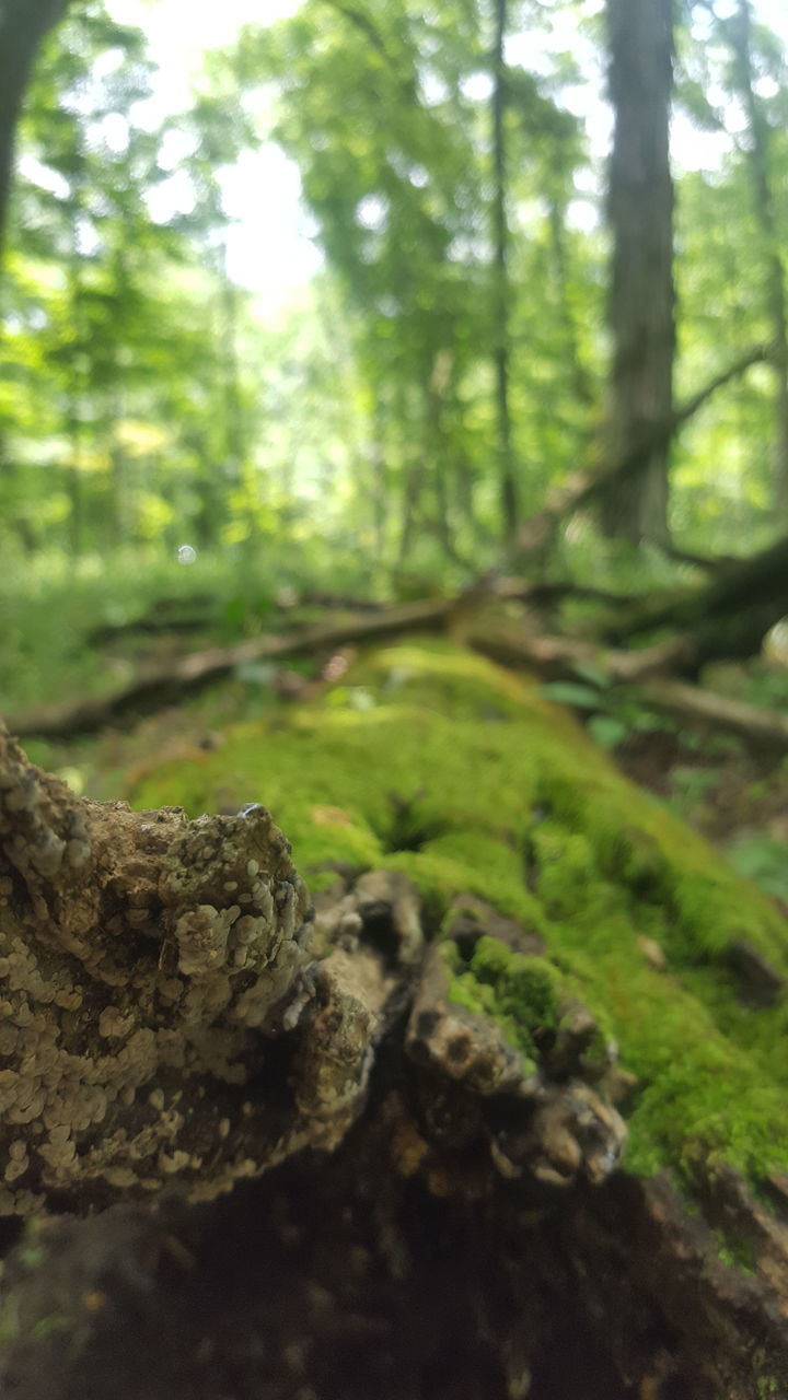 CLOSE-UP OF MOSS GROWING ON ROCKS