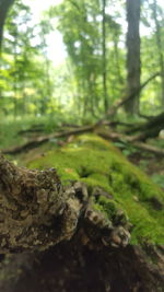 Close-up of moss growing on tree trunk