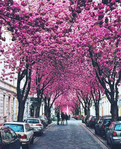 Pink cherry blossoms in city